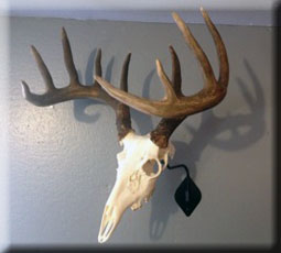 Levi Leary Whitetail