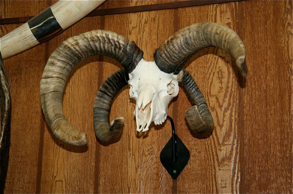 4 Horned Goat