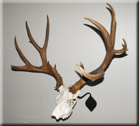 Mule deer