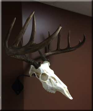 Landen Cox - whitetail