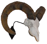 Big Horn Sheep