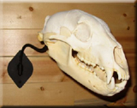 Al Semeniuk - Black Bear