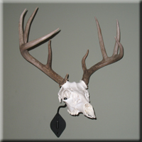 Al Semeniuk - whitetail 2008