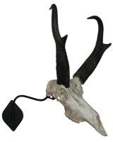 Antelope