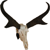 Antelope