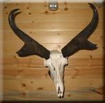 Antelope