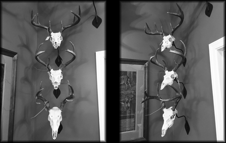 Bob Daudelin Coues and Whitetail deer