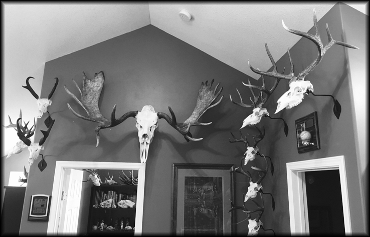 Bob Daudelin Moose