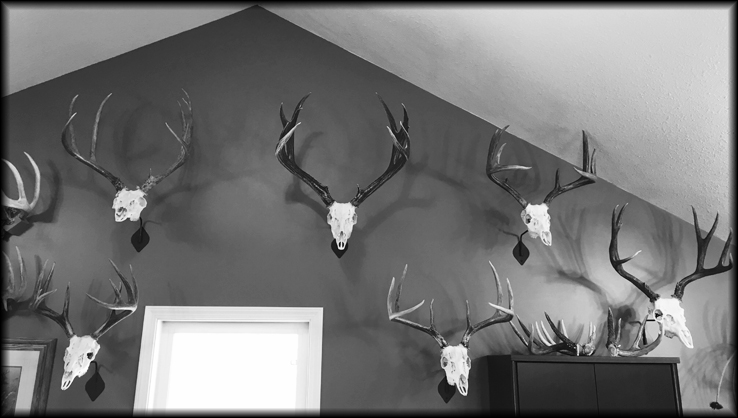 Bob Daudelin Mule Deer