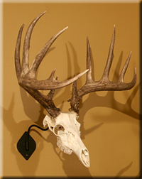 Cam Barlow - whitetail