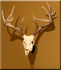 Cam Barlow - whitetail2