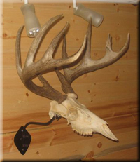 Cam Kincade - Whitetail