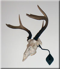 Christopher Danis Whitetail