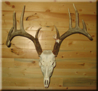 Darren Jones whitetail