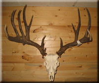 Dave Thompson - Mule Deer