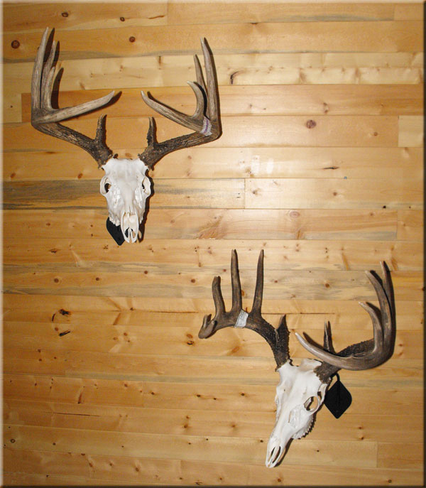 Whitetail display