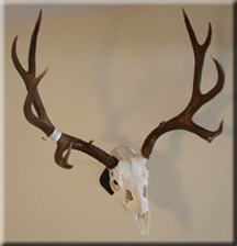 Dustin mule deer