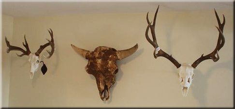 Dustin 3 Euro Mounts