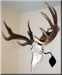 Dustin Saccucci - Whitetail
