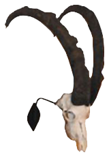 Ibex
