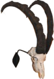 Ibex