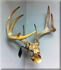 James Gross - Whitetail