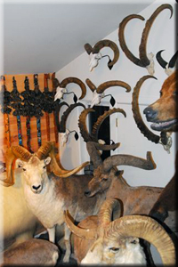 Jim Shockey Sheep 2010
