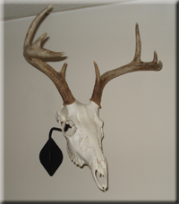 Ken Chrun - Whitetail