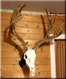 Levi Leary Mule Deer
