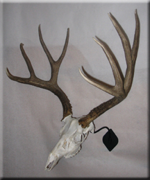 Michael Kincade - Mule Deer 2007