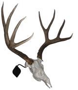 Mule deer