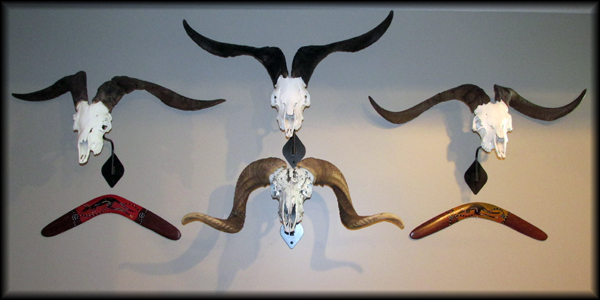 Todd Hult Spanish Goats Damara Ram