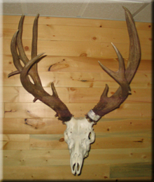 Trevor Vandenameele - Mule Deer 2008