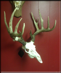 Tyler Wilson Whitetail 1