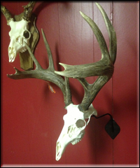 Tyler Wilson Whitetail 2