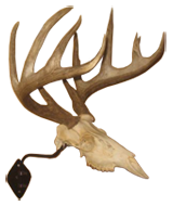 Whitetail