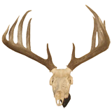 Whitetail