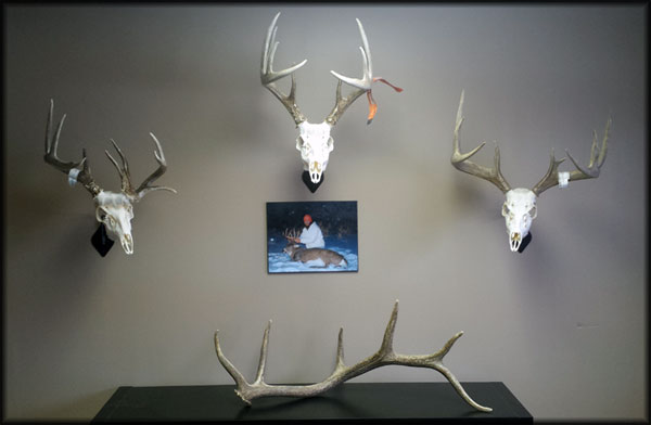 Whitetail wall